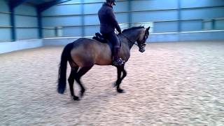 Connemara Pony in a dressage saddle [upl. by Mort772]