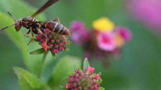 Canon 50mm CompactMacro Test 2 [upl. by Anaid975]