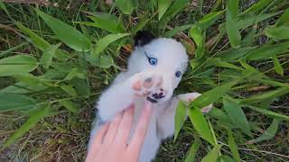 Border Collie Puppy Adventure Walk [upl. by Cilegna198]