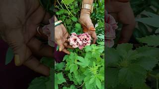 Three verity s of adhiniyam flowers🌸🌺🌻🌹🌷🌼💐trending gardening naturesgarden [upl. by Eyeleen667]