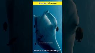 Sting Ray को मत छूना shorts [upl. by Maighdiln]