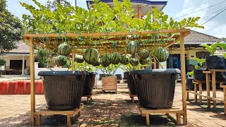 cara mudah menanam semangka dipot supaya berbuah lebat  how to plant watermelon in pots [upl. by Memory]