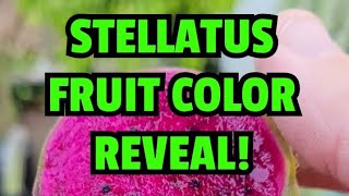 Stellatus fruit color reveal [upl. by Merchant]