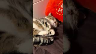 Sorry Im quitting Mankikang dwarf Put a lucky cat here Beast Cat sleeping posture Cat [upl. by Trahern452]