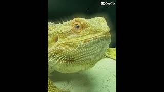 Beardie short beardeddragon beardeddragonlover beardeddragonlife reptiles edit [upl. by Blatman]