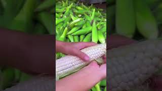 Satisfactory Corn Yields and Techniques for Peeling the Shells farming shorts [upl. by Asim824]