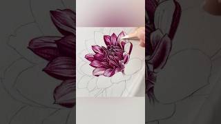 This month’s patreon tutorial Dahlia Muchacha in colouredpencil Subscribe to see the next part [upl. by Meedan499]