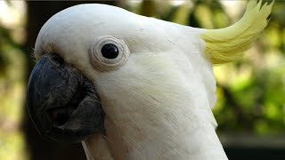 Cockatoo Calls  Cockatoo Sounds  Cockatoo Sound Effects [upl. by Selec]