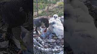 P223 Review birds nest life mom birds brings food to feed her babies in their nest birdslover [upl. by Yerocaj]