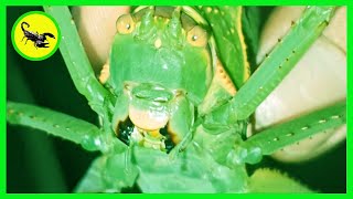 Real face amp Real sounds Giant false leaf katydid [upl. by Ahsatniuq294]