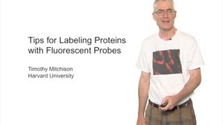 Microscopy Labeling Proteins with Fluorescent Probes Timothy Mitchison [upl. by Luanni917]