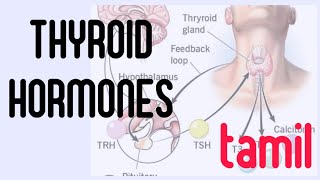 thyroid gland physiology in tamil [upl. by Htieh]