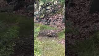 Massachusetts hikers capture rattlesnakes fighting on trail [upl. by Suravart]