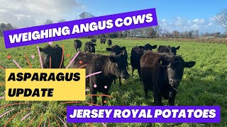 Mixed Farming  Weighing our Angus cows Indoor Jersey Royal update and Asparagus field prep 🌱🥔🐄 [upl. by Files]