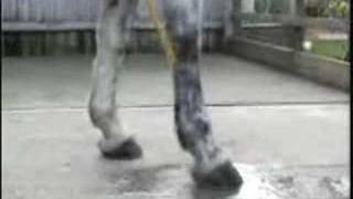 Cold Hosing a Flexor Tendon or Suspensory Ligament  HorseandRider UK [upl. by Marcelia]