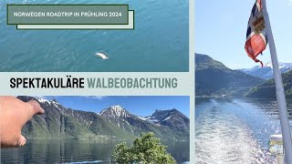 Camper Roadtrip Norwegen 🇳🇴 Spektakuläre Walbeobachtung 🐋 Fährfahrt ⛴️ durch den Geirangerfjord [upl. by Yerkovich]