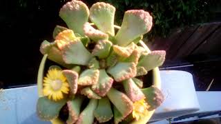 Titanopsis primosii in bloom  Container Gardening [upl. by Thill600]