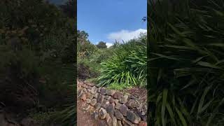 ❤️Kirsenbosch National Botanical Garden travel capetowntourism africancity nature [upl. by Lankton]