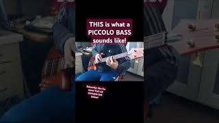 THIS is what a PICCOLO BASS sounds like shorts charlesberthoud [upl. by Ynej]