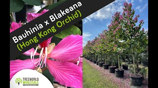 Bauhinia x Blakeana Hong Kong Orchid [upl. by Fogarty]