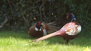 Male Pheasants fighting in slowmotion 3 [upl. by Marve]