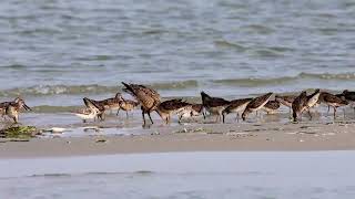 Hudsonian Godwit Monomoy NWR August 2024 HD 1080p [upl. by Coral455]