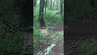 Big Bobcat caught on camera shorts like subscribe [upl. by Rediah812]