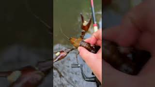 Catching crawfish in creek ￼ [upl. by Ttekcirc]