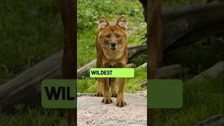 Meet the Dhole The Whistling Hunter You’ve Never Heard Of factshorts wildlifefacts [upl. by Virnelli]