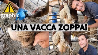 Cosa fare con una vacca zoppa [upl. by Anrahc]