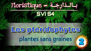 3 Les ptéridophytes 2  Floristique بالدارجة Svi s4 [upl. by Aigil]