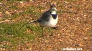 Lavandera blanca  Motacilla alba [upl. by Nylodam634]