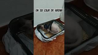 Josefa en su caja de arena cat sphynx kitten gato michis michimemes memes humor comedy pet [upl. by Nomal]