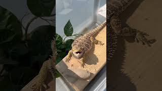 Bearded dragon shows beard beardeddragon dragon madina [upl. by Sibie]