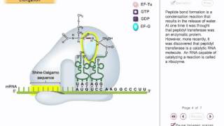 Translation Animation 2  translation elongation in prokaryotes [upl. by Ocsecnarf]