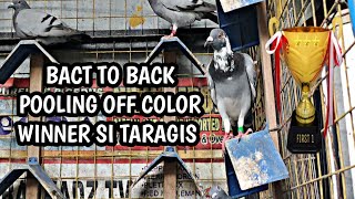 BACK TO BACK OFF COLOR POOLING WINNER SI TARAGIS [upl. by Eulau973]