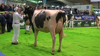 AgriScot 2017Holstein Senior Heifer Class4K video [upl. by Epolulot]