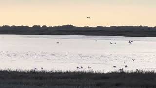 Roseate Spoonbills Pelicans Heron Tern [upl. by Glad]