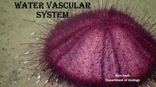 32Water Vascular System in Echinoderm [upl. by Birecree237]