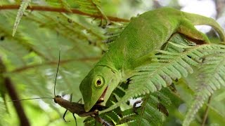 Neotropical green anole Anolis biporcatus hunting grasshopper Copiocera specularis [upl. by Ennahtebazile]