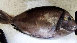 quotHow to Fillet Surgeonfish for a Tasty Dishquot [upl. by Nosrettap718]