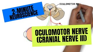 2Minute Neuroscience Oculomotor Nerve Cranial Nerve III [upl. by Inaflahk]