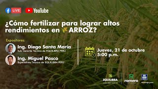 ¿Cómo fertilizar para lograr altos rendimientos en ARROZ 🌾 [upl. by Thaddaus]