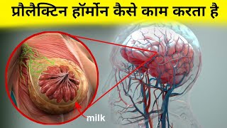 प्रौलैक्टिन हॉर्मोन कैसे काम करता है  working of prolactin hormone [upl. by Dearman351]