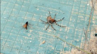 Spider VS Wasp  epic bug battle refereed by Ellen [upl. by Young]