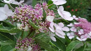 Hydrangea macrophylla Maculata [upl. by Htaek905]