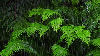 Fall Asleep with 10Hour Rainforest Ambience  Rain Sounds for Sleeping amp Relaxation [upl. by Fugere]