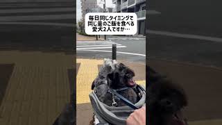 【れおぱおチャンネル】成長と共に増えるものって？ 愛犬 多頭飼い シュナウザー れおぱおチャンネル dog [upl. by Katherina141]