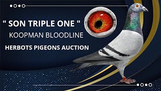 Racing Pigeon Is A Half Brother To Famous quot Koopman Birds quot For Sale In Herbots Pigeons Auction [upl. by Renie]