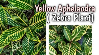 Tanaman Hias Yellow Aphelandra  Zebra Plant [upl. by Lindbom]